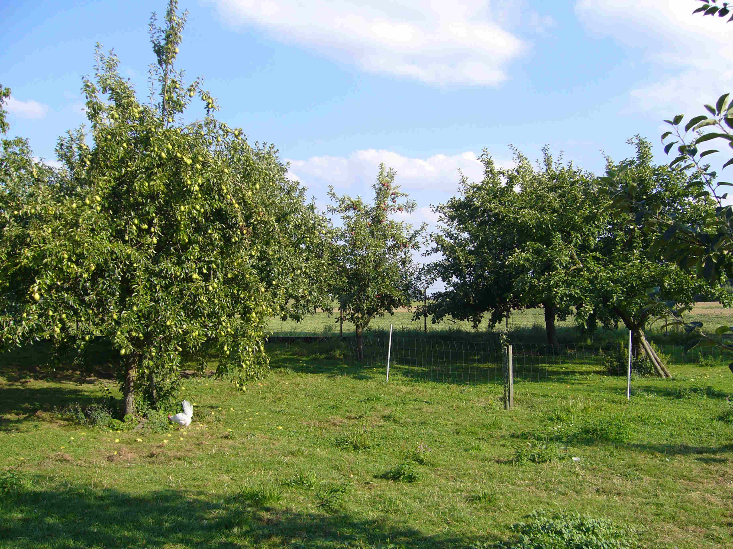 OBSTBAU